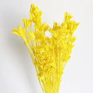 Yellow dried star flowers bouquet natural botanical decor for home styling photography props