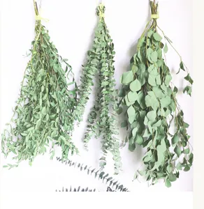 Dried eucalyptus leaves hanging bundles detail view, natural green botanical home decor floral.