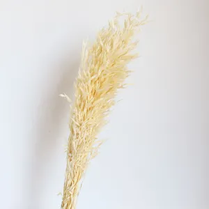 Natural dried oat grass flower bouquet ideal for stunning home decoration and props.