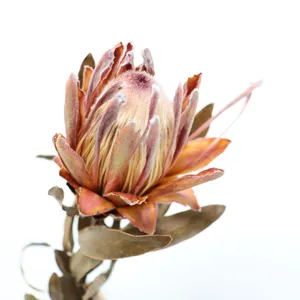 Dried protea flower detail view, natural vintage botanical decor for photography props.