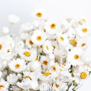 Gedroogde witte statice bloemen huisdecoratie fotografie rekwisieten bloemstuk