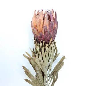 Dried protea flower detail view, natural botanical decor, rustic home ornament for display.
