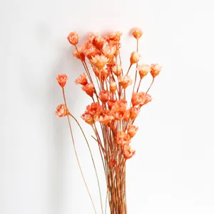 Close-up detail of natural dried orange star flowers, perfect for floral arrangement and DIY crafts.