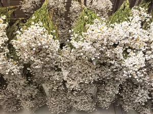 Details van bulk natuurlijke gedroogde rhodanthe witte madeliefjes bloemen voor decor