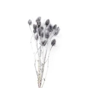 Bouquet di fiori di cardi secchi naturali, perfetto per arredamento casa, vasi e decorazioni.