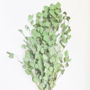 Detail view of natural dried eucalyptus leaves, ideal for home decor and flower arrangement.
