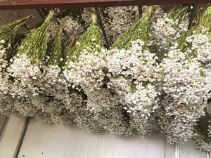 Gedroogde witte Rodanthe papieren madeliefjes bloemenbos detailweergave voor decoratie.