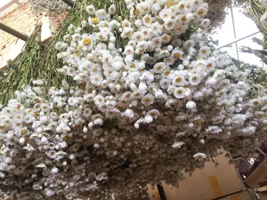 Witte gedroogde strodroogbloemen bulk natuurlijke bloemboeketten voor thuisdecor fotografie.