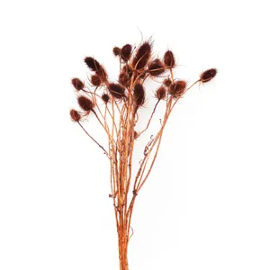 Rami di fiori secchi naturali, teste spinose marroni per decorazioni domestiche e lavori artigianali.