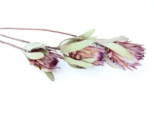 Dried protea flower stem and blossom detail, perfect for home decor display props.