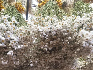 Natuurlijke gedroogde strobloemen bos, witte margriet stengels voor woninginrichting foto.