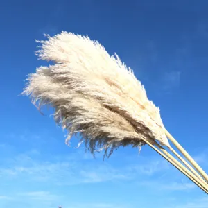 Natural dried pampas grass fluffy reed plumes for wedding home decor floral arrangement detail.