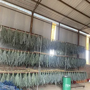 Natural dried eucalyptus leaves branches for home decor hotel ceiling flower arrangements wholesale