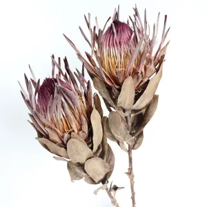 Dried king protea flower close up detail natural botanical dry decor for home arrangement