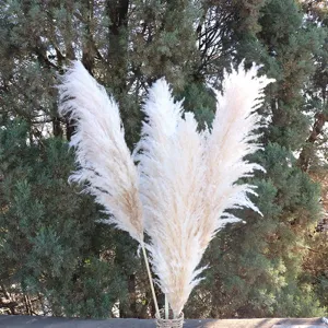 Natural dried pampas grass fluffy plumes for home decor wedding floral arrangement setup.