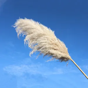 Close-up shot of natural dried pampas grass plume, fluffy texture and elegant home decor detail.