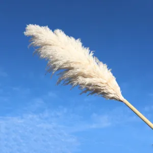 Detailed shot of fluffy white pampas grass plume against blue sky for home decor wedding.
