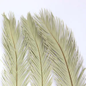 Natural dried cycad leaves fan palm floral material for wedding home soft decoration decor.