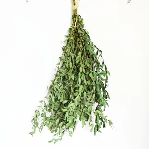 Dried eucalyptus leaves bunch natural preserved greenery plant for home decor wall hanging
