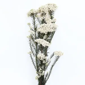 Fiori di riso bianchi essiccati materiale floreale preservato per bricolage e aromaterapia.