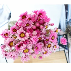 Roze gedroogde Rodanthe strobloemen margriet huisdecoratie foto rekwisieten bloemstuk