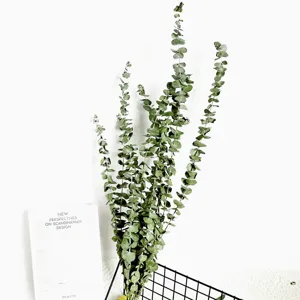 Dried eucalyptus leaves natural branches bunch for modern home decor and floral arrangement