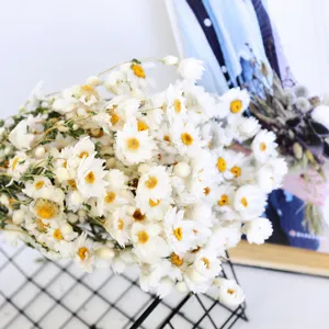 Gedroogde bloemen Rhodanthe klein madeliefje huisdecoratie en prachtige fotorekwisieten