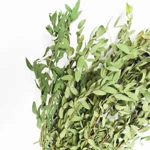 Natural dried eucalyptus leaves branches for home decor floral arrangement green plant