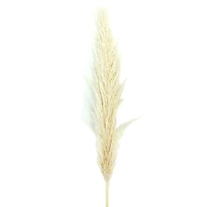 Natural dried pampas grass fluffy reed for wedding home decor floral arrangement.