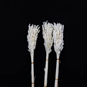Set di bouquet di erba della pampa secca bianca, steli soffici per decorazione domestica.