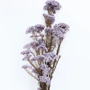 Fiori di riso secchi e preservati naturali per composizioni DIY e decorazione d'interni.