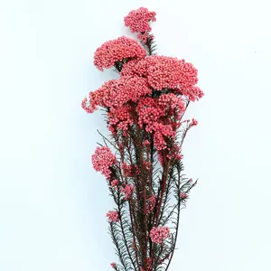 Bouquet di fiori di riso rosa essiccati e preservati per decorazioni artigianali