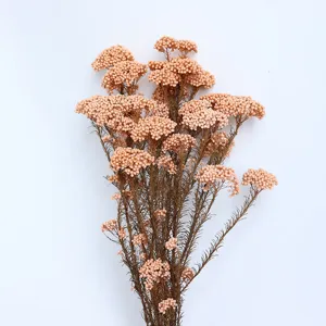 Fiori di riso secchi conservati per artigianato fai da te e dettagliate decorazioni floreali.