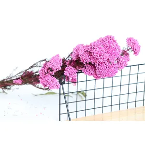 Fiori di miglio essiccati e conservati rosa, materiale floreale naturale per fai da te e accessori.