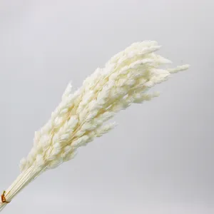 Bouquet di erba della pampa secca naturale bianca steli decorativi floreali per casa.