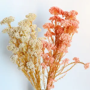 Dettaglio di fiori di riso essiccati preservati, materiale naturale per composizioni.
