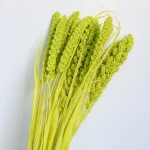 Natural dried foxtail millet grass bouquet for home decor, floral arrangement and props.