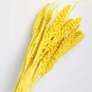 Natural dried foxtail millet grass bunch, perfect for home decor and photography props.