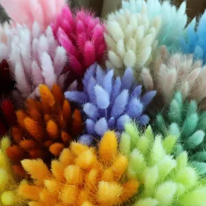 Natural dried bunny tail grass bouquet colorful fluffy flowers for home room decor vase