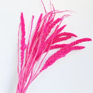 Pink dried millet ears flower bunch, natural botanical plant decor for home and photo props.