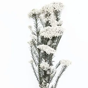 Mazzo di fiori di riso essiccati preservati bianco naturale riempimento botanico fai da te