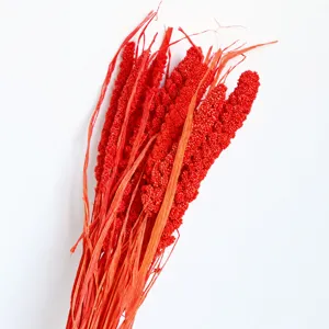 Natural dried foxtail millet grass red flower bunch for home decor and photography props detail view