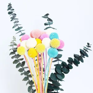 Colorful dried billy buttons craspedia flowers with eucalyptus leaves for DIY decor.