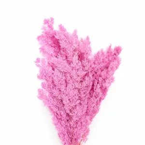 Preserved pink asparagus fern dried flowers for DIY floral gifts and glass dome decor wholesale