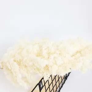 White preserved asparagus fern dried flowers for DIY gift box and floral arrangement decor.