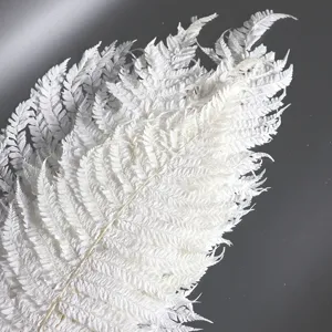 Foglie di Felce Preservate Naturali Mazzetto di Fogliame Secco Per Composizione Floreale fai da te Decorazione per la Casa Ghirlanda Artigianato