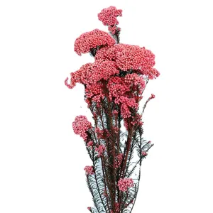 Mazzo di fiori di riso rosa stabilizzati secchi per bricolage artigianato e aromaterapia.