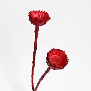 Close up view of red dried sun daisy flower stem, perfect for home decor and floral art details.