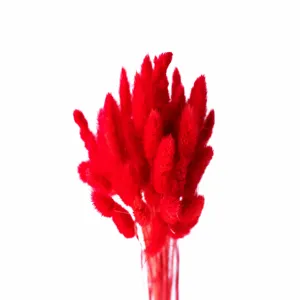 Red dried bunny tail grass bouquet for chic home decor, fluffy floral arrangement and aesthetic gifts.