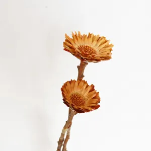 Natural dried sun daisy flower branches for beautiful home decor and floral arrangements.
